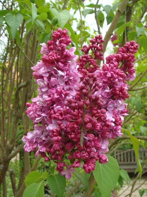 Syringa vulgaris 'Comtesse d'Harcourt' fleur (2)